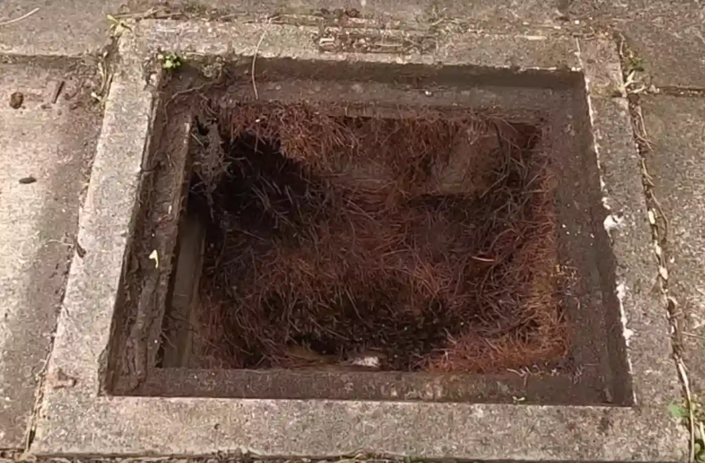 Tree roots in sewer line